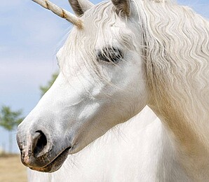 Einhörnerversammlung test 2