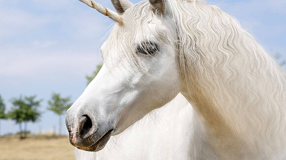 Einhörnerversammlung test 2